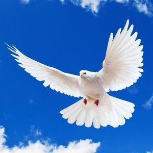 Meet your Posher, Deanna